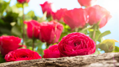 Natural Flavors Natural Fragrances Natural Fragrance Powders