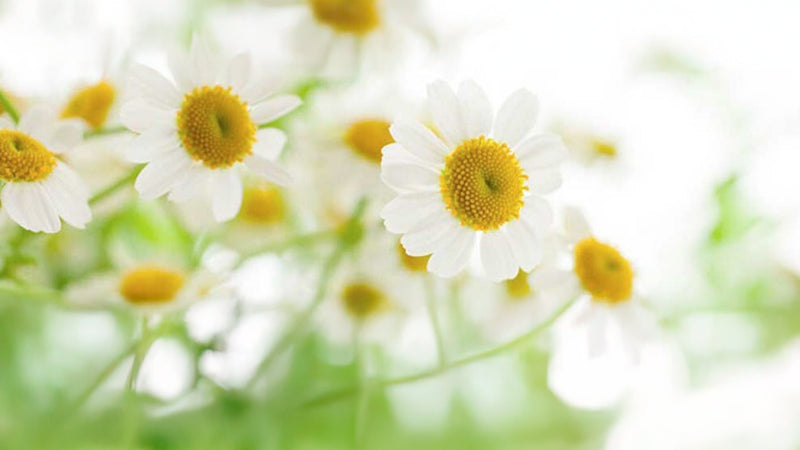 SHOP fragrances massage oils