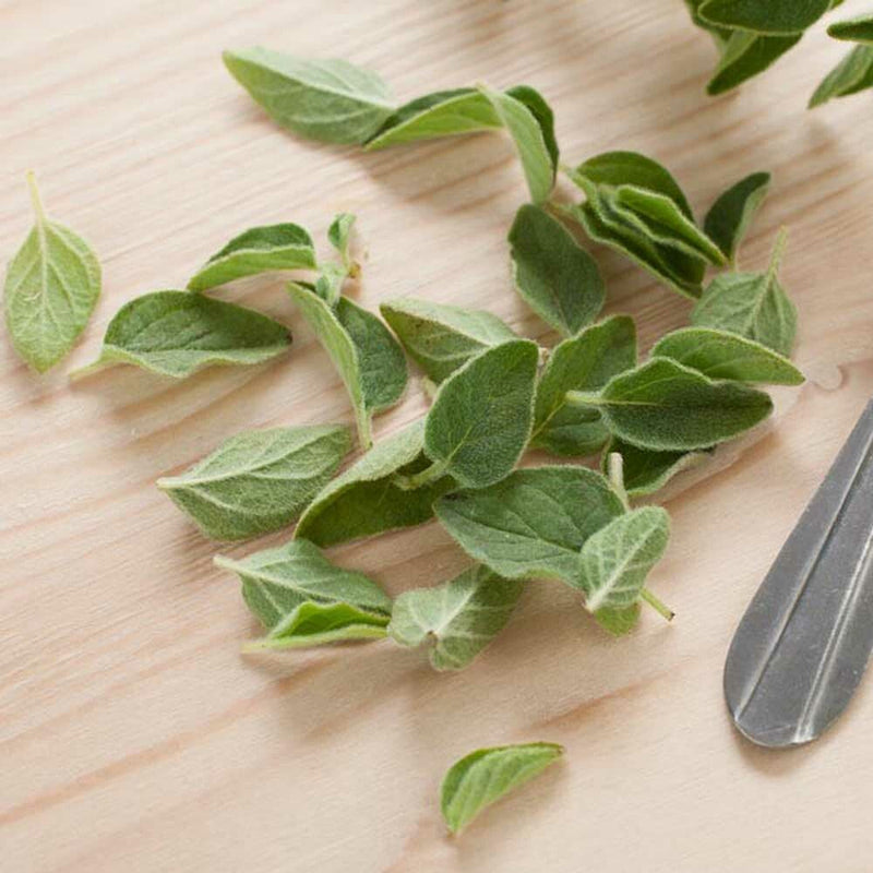 Origanum
