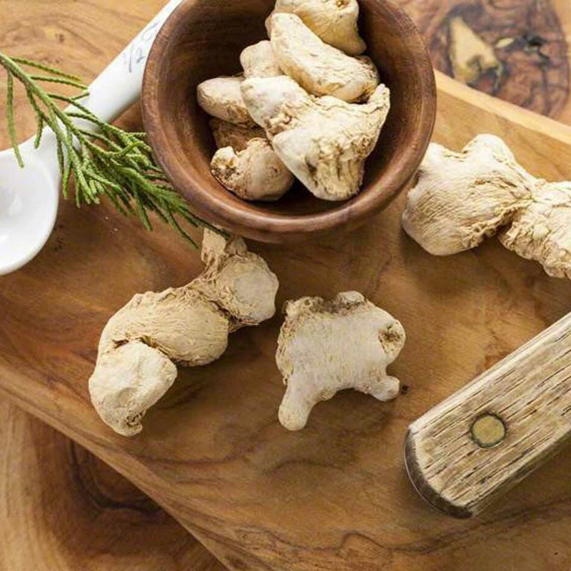 Angelica Root