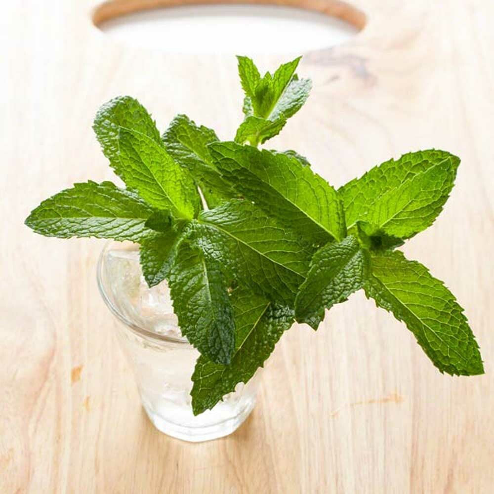Mint