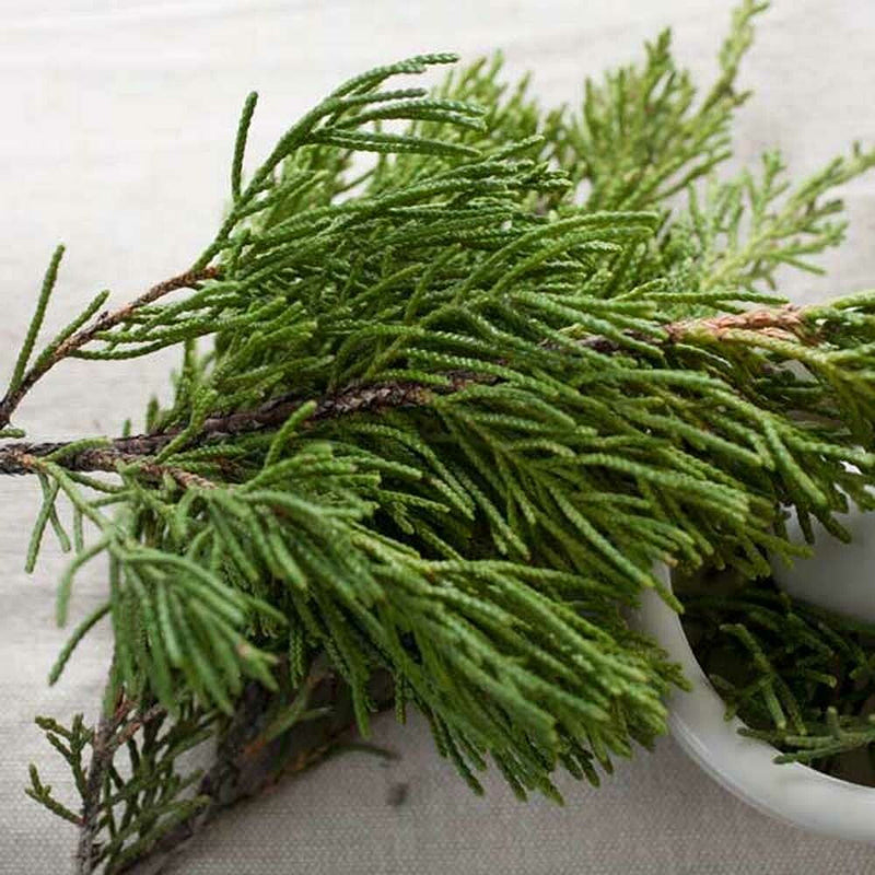 Cedarleaf