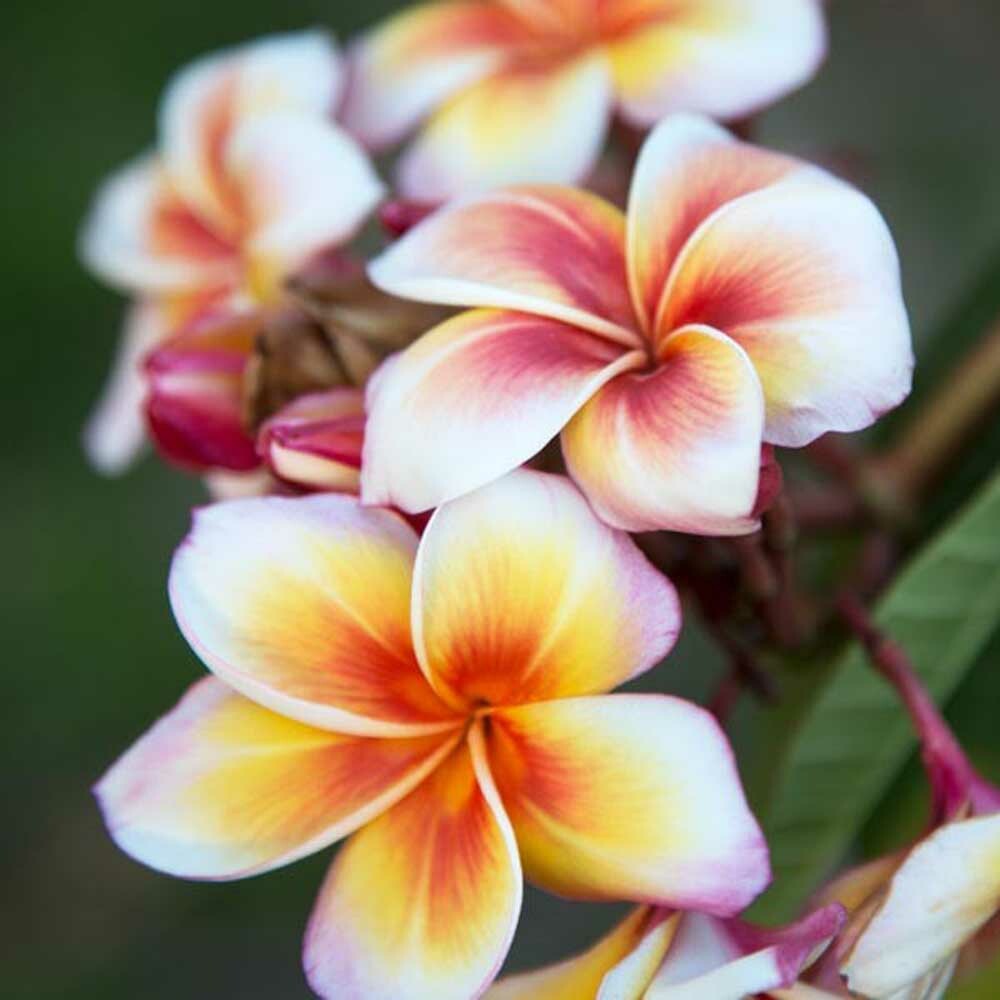 Plumeria
