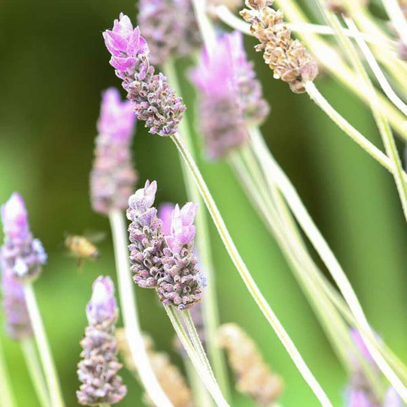 Lavender Dreams