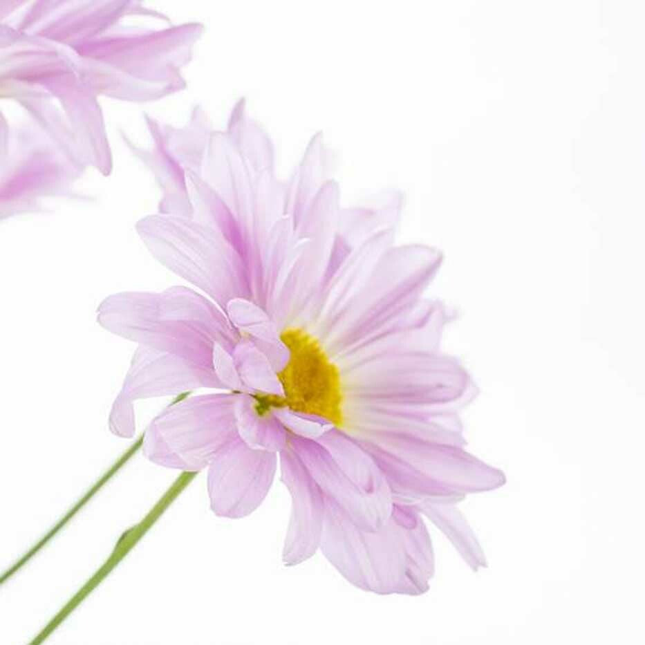Blue Chamomile