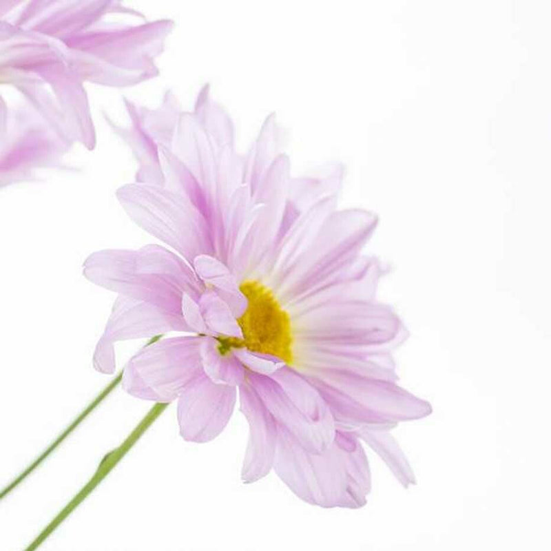 Blue Chamomile
