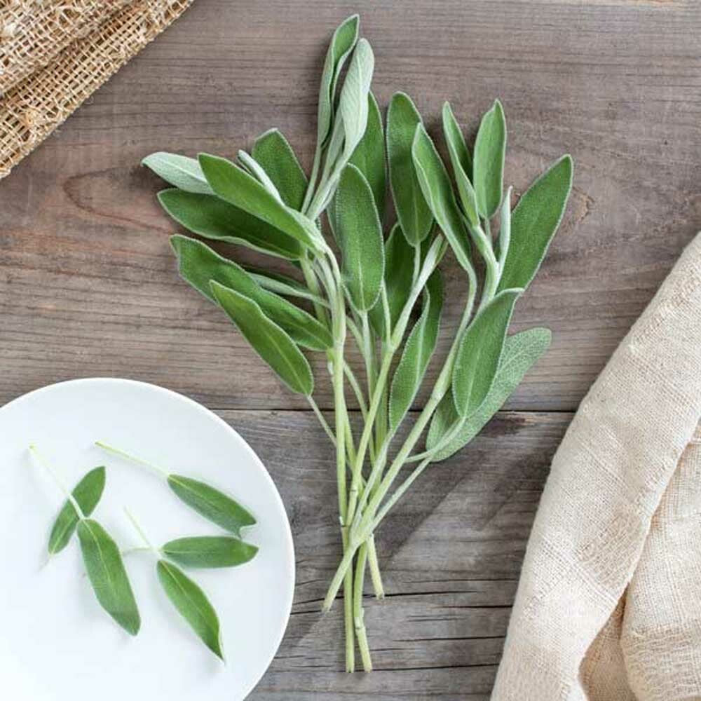 Sage