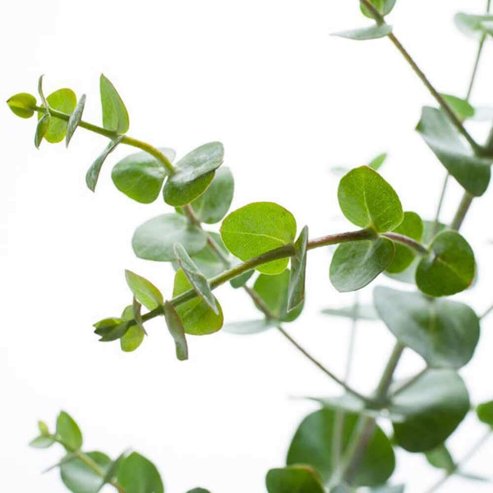 Eucalyptus