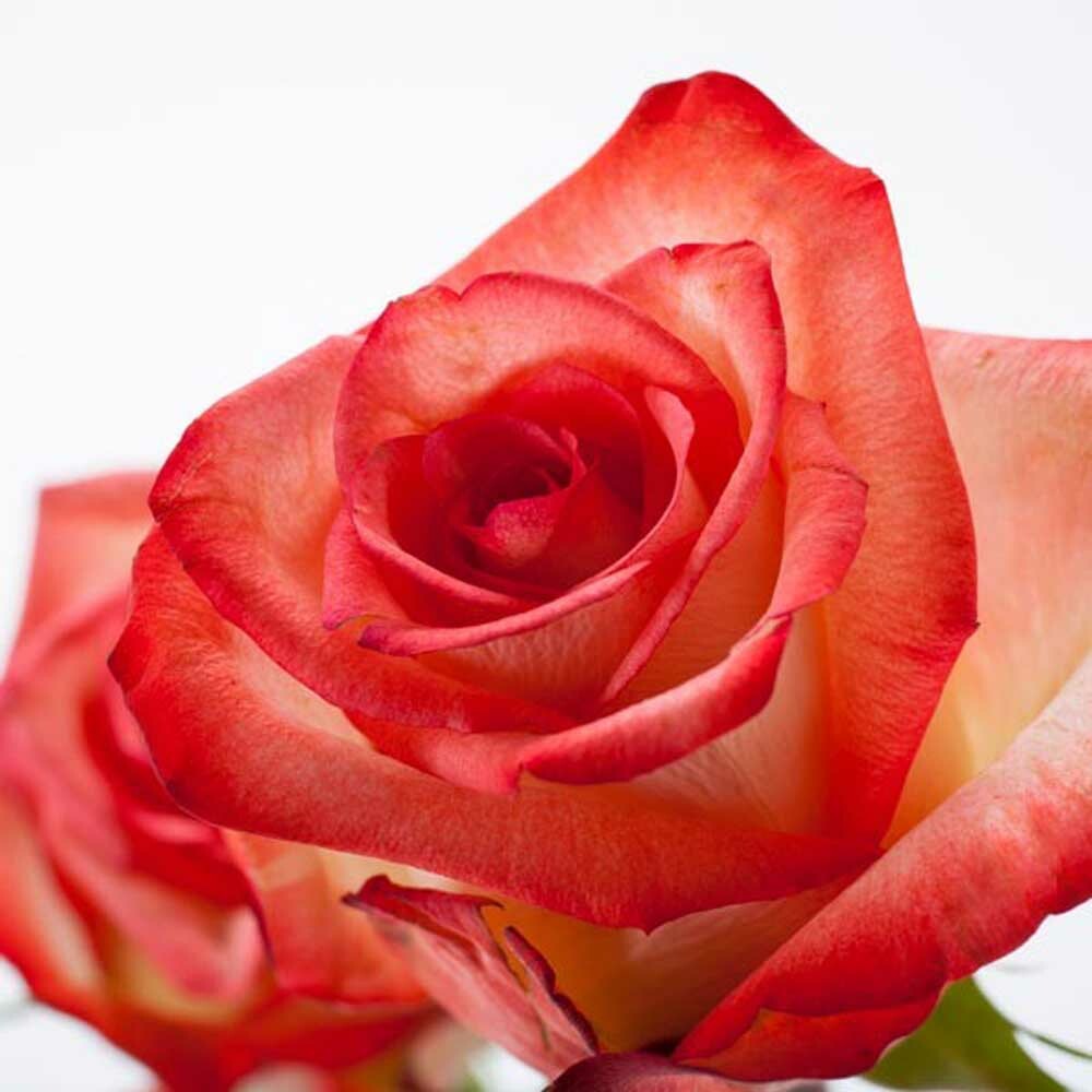 Magic Romance
