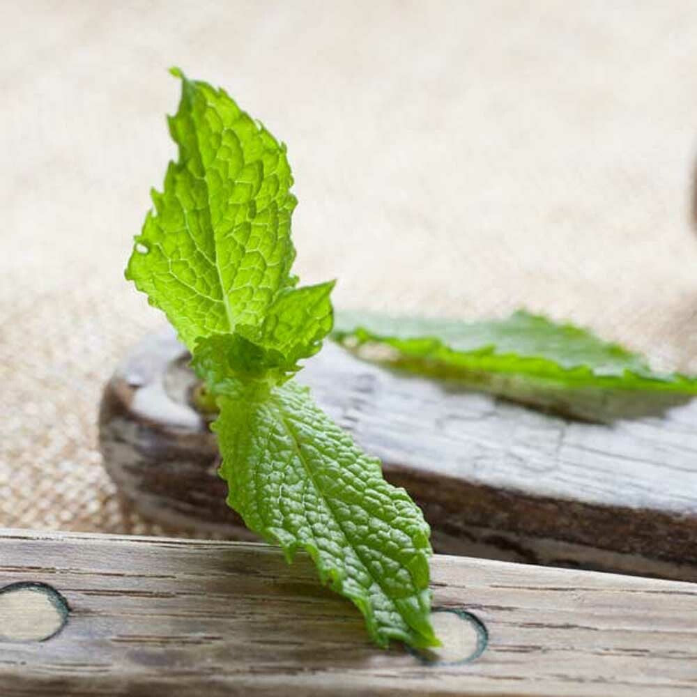 Spearmint