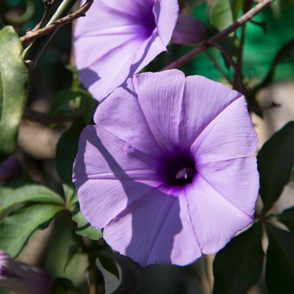 Morning Glory