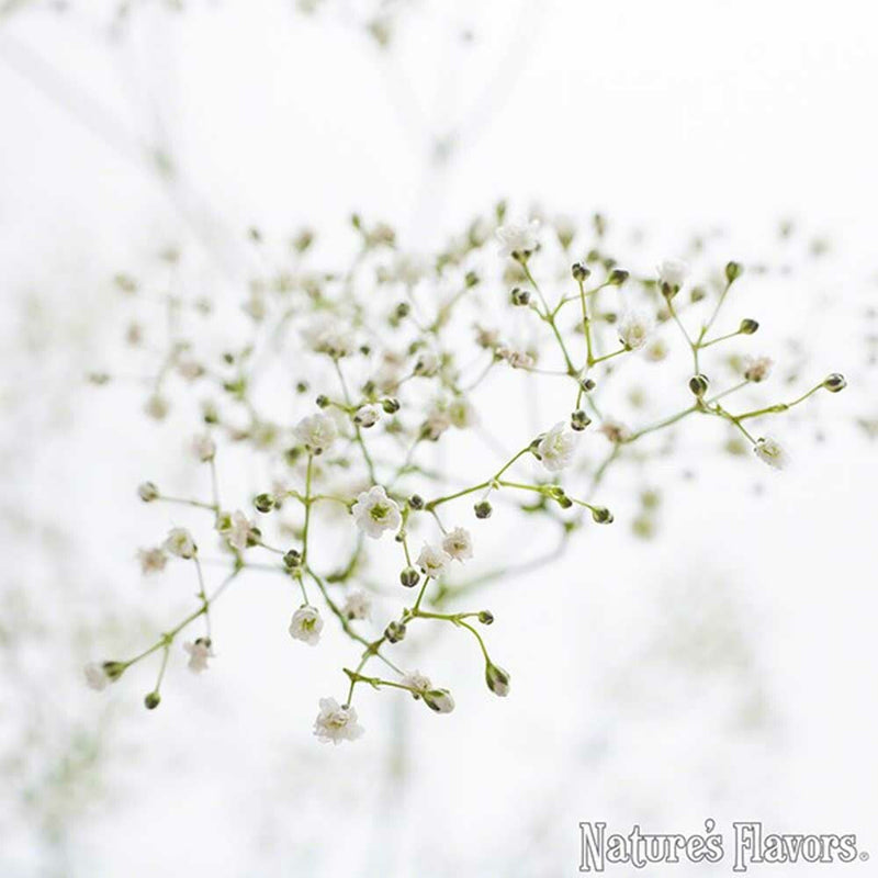 Baby's Breath