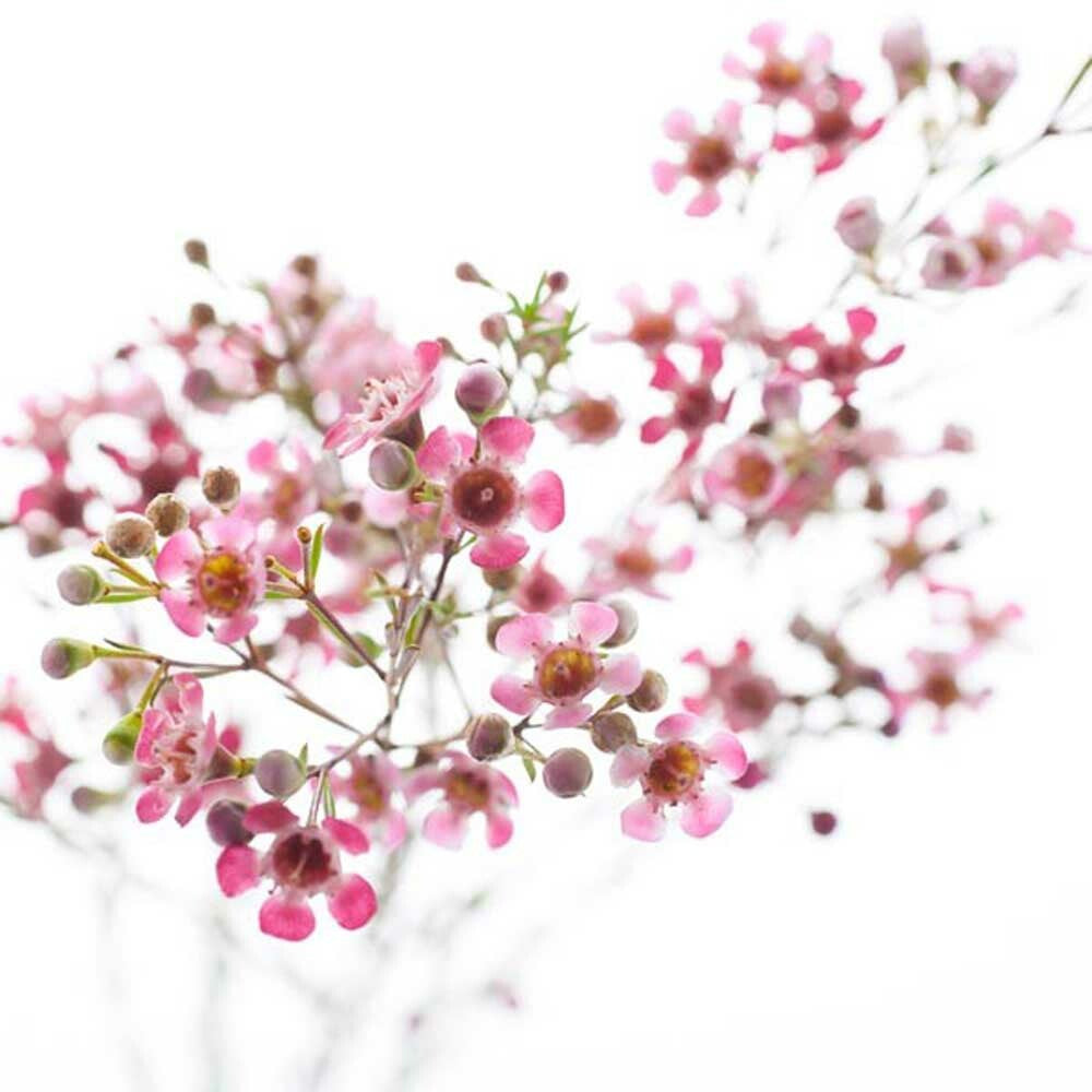 Cherry Blossom