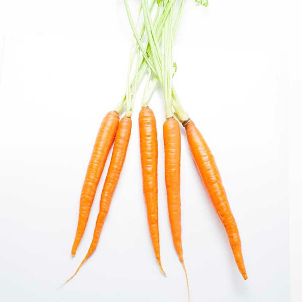Carrot