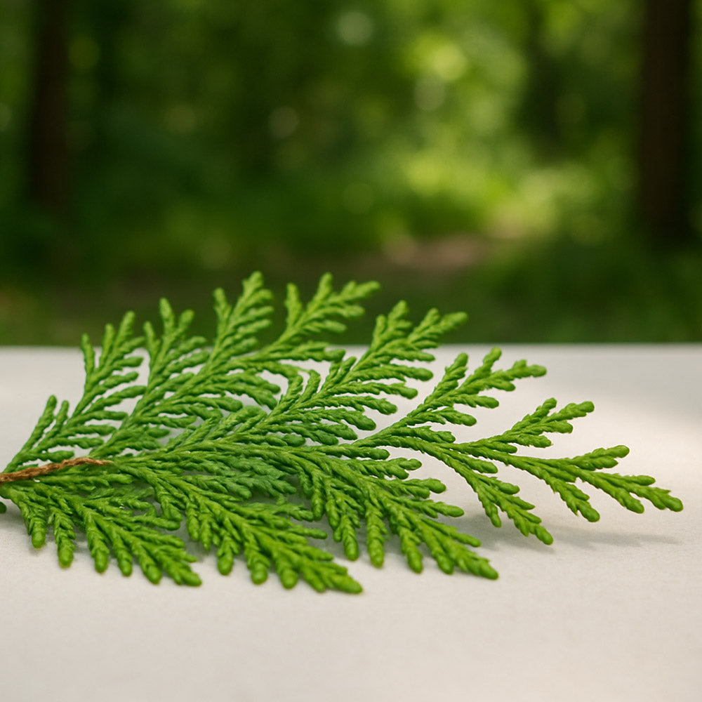 Cedarleaf & Cedarwood