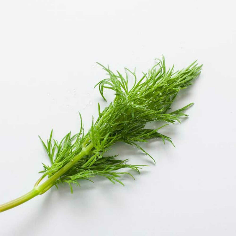 Dill