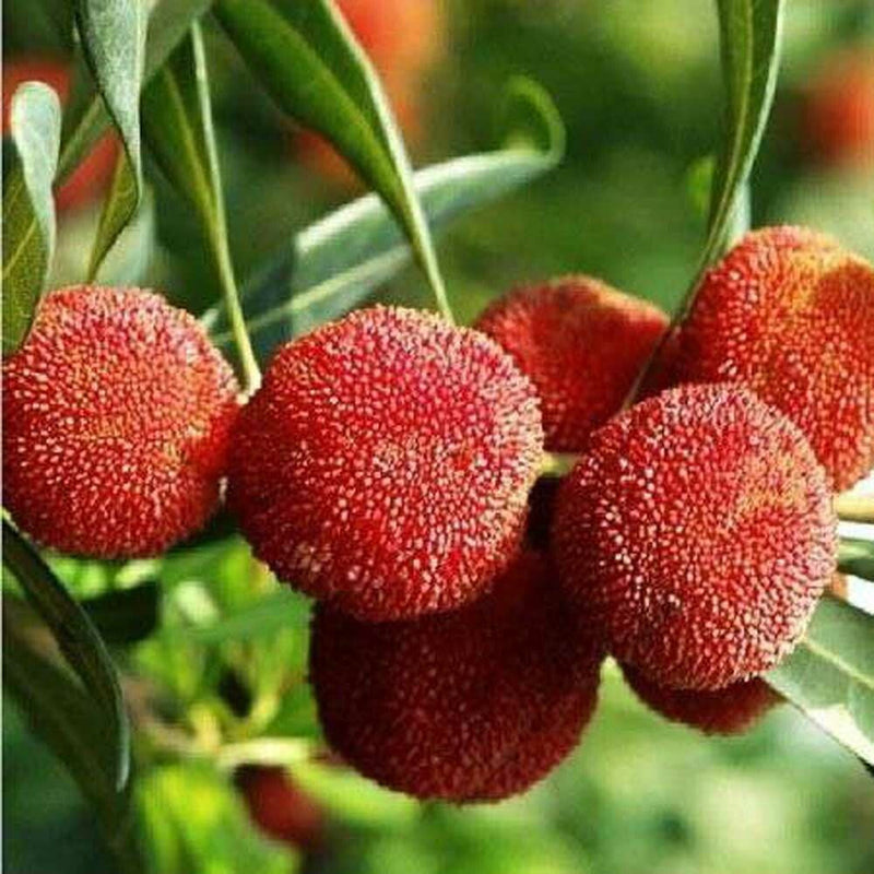 Bayberry