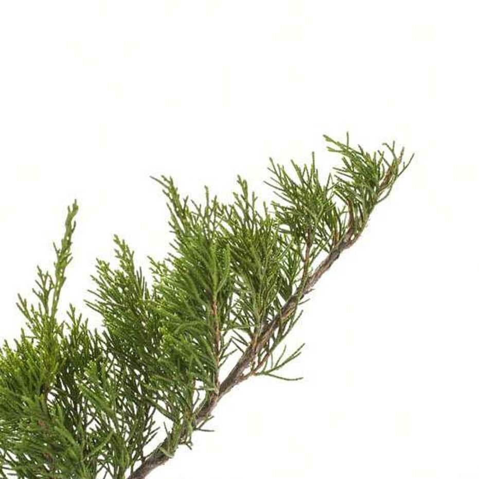 Cypress