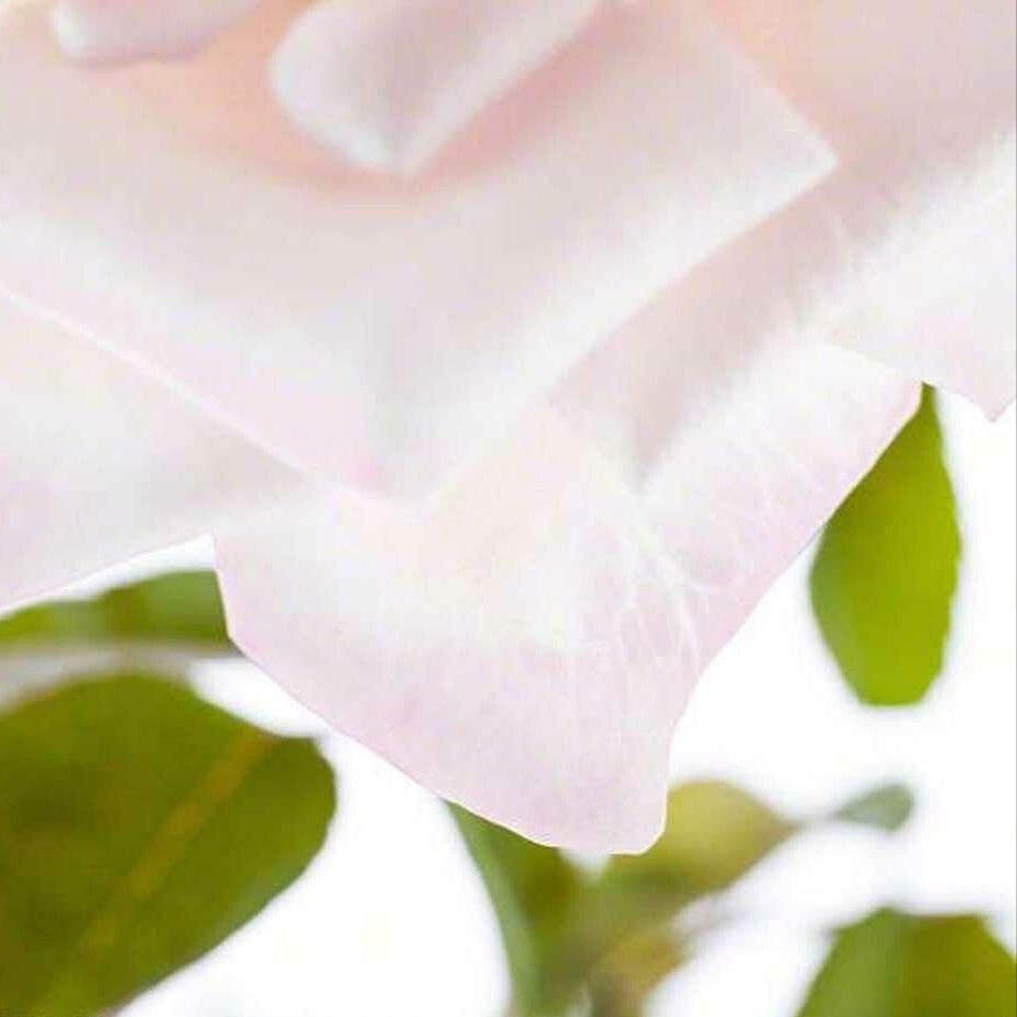 Gardenia