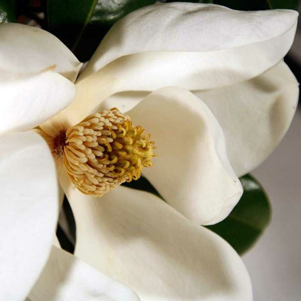 Magnolia