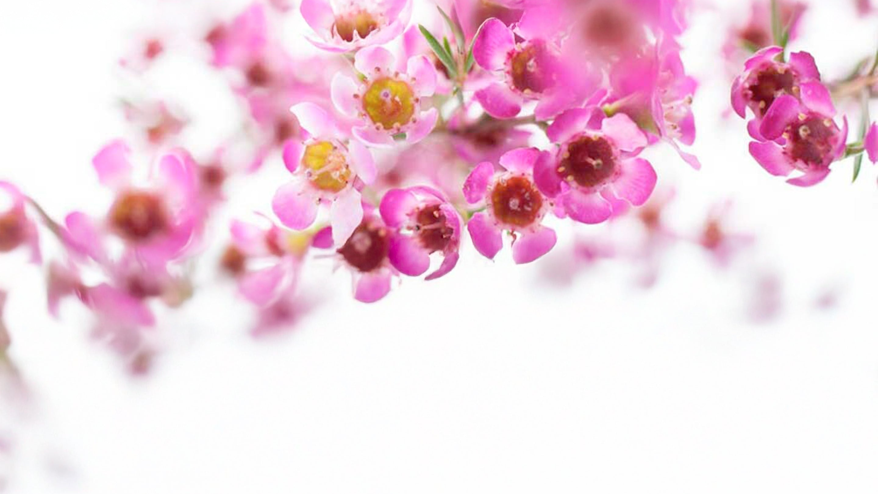 organic flavors organic fragrances organic fragrance oil