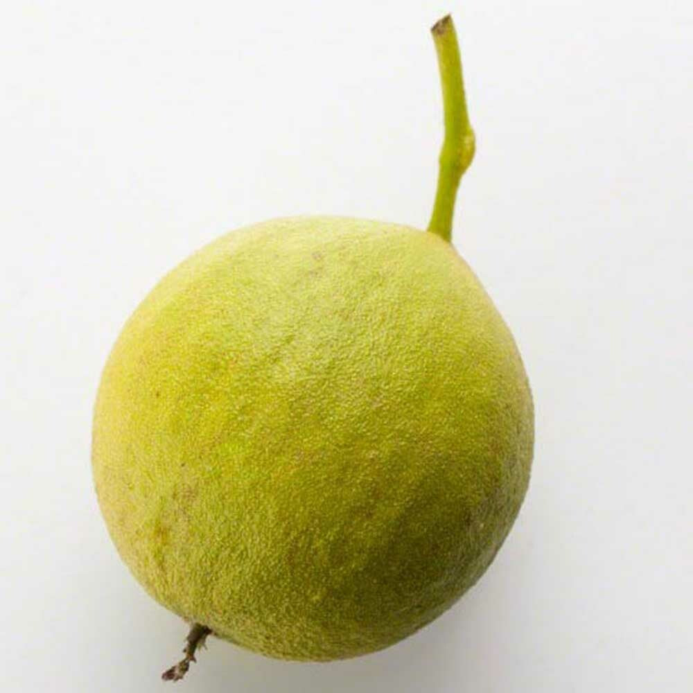 Black Walnut