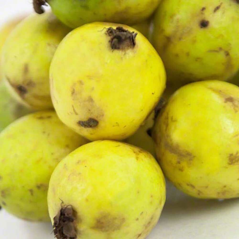 Passion Fruit Guava