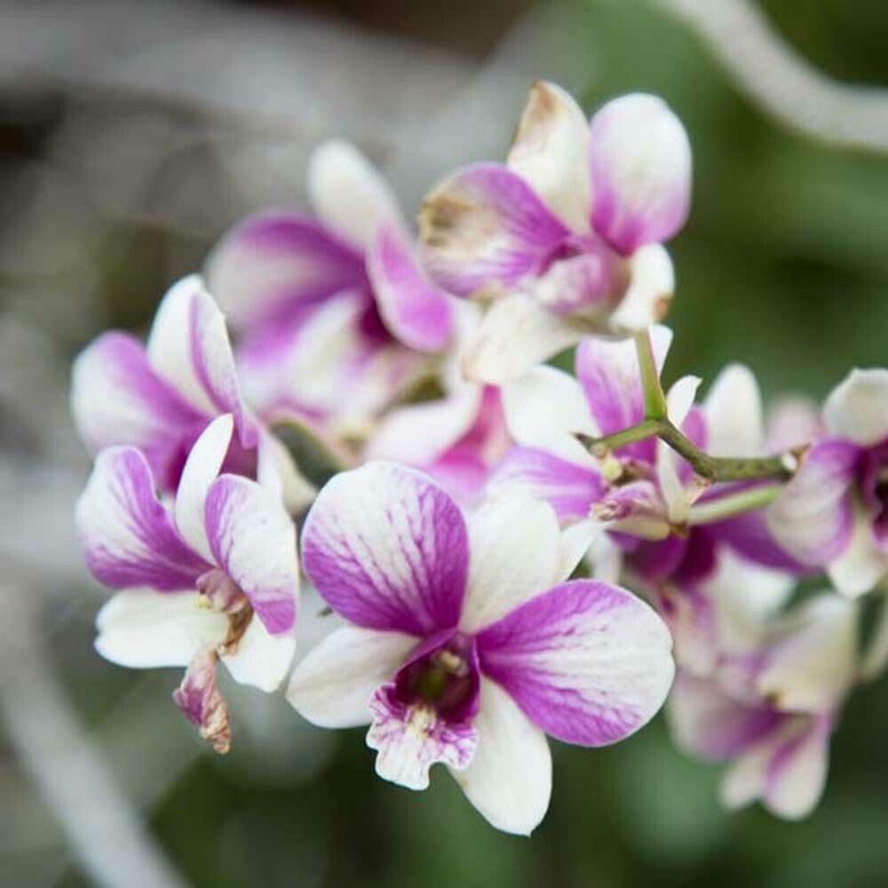 Polynesian Orchid