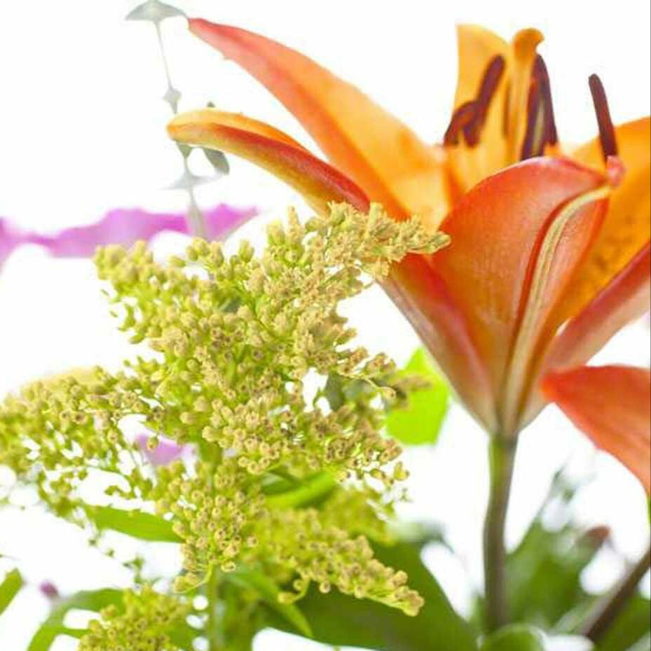 Tropical Mountain Flower