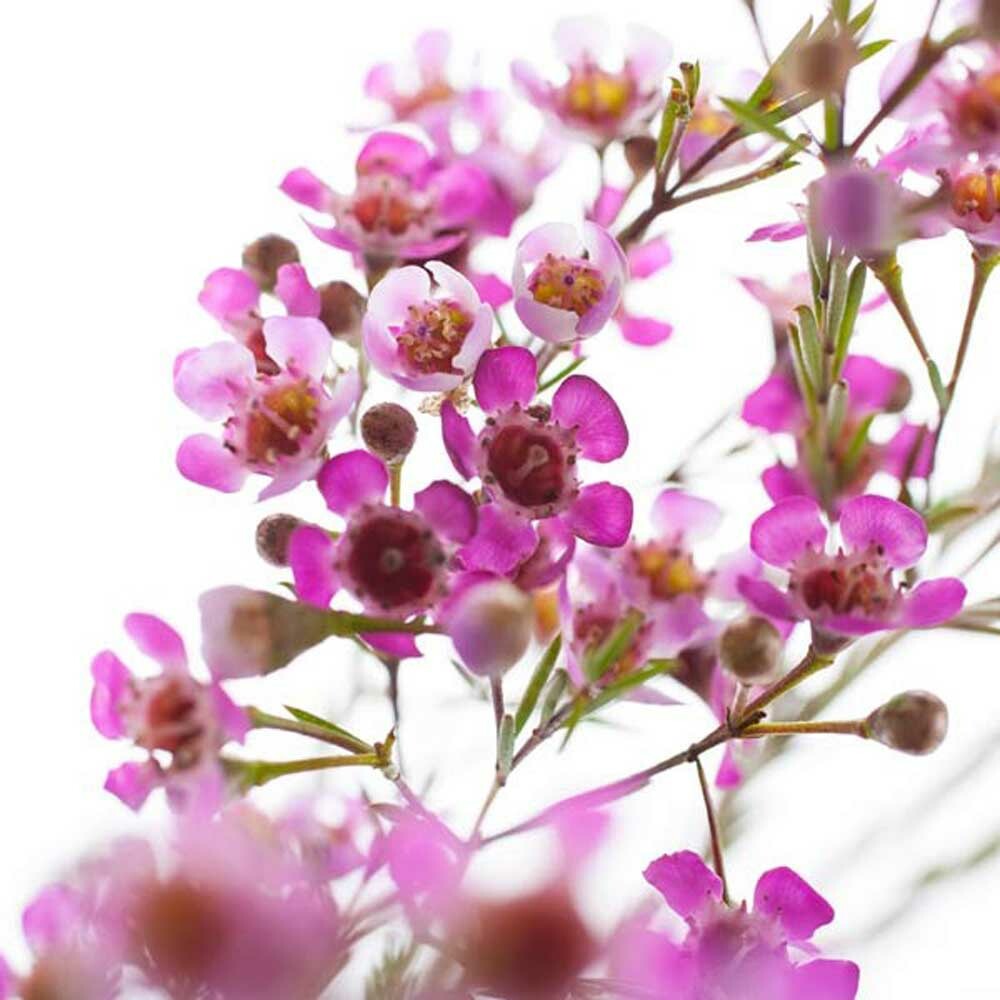 Wildflowers of Silverado Canyon