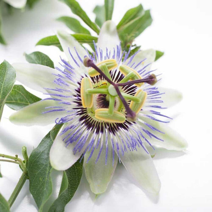 Anxiety Relief Massage Oil