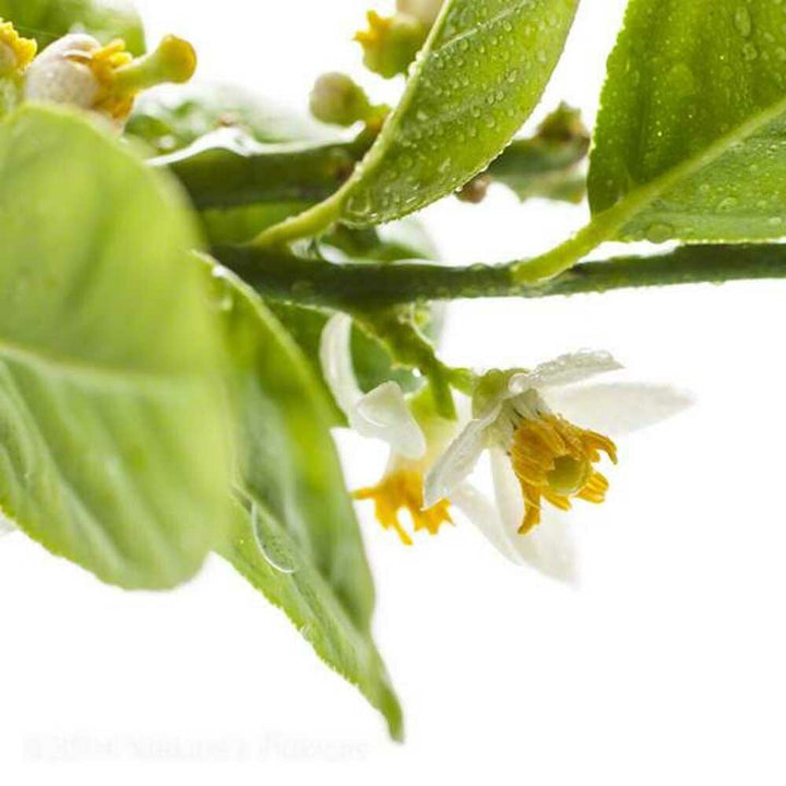 Sante Neroli Bigarade Essential Oil