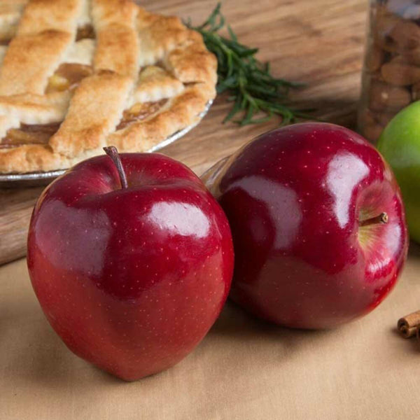 Apple Super Concentrated Flavor Powder (3X Fold) – Nature's
