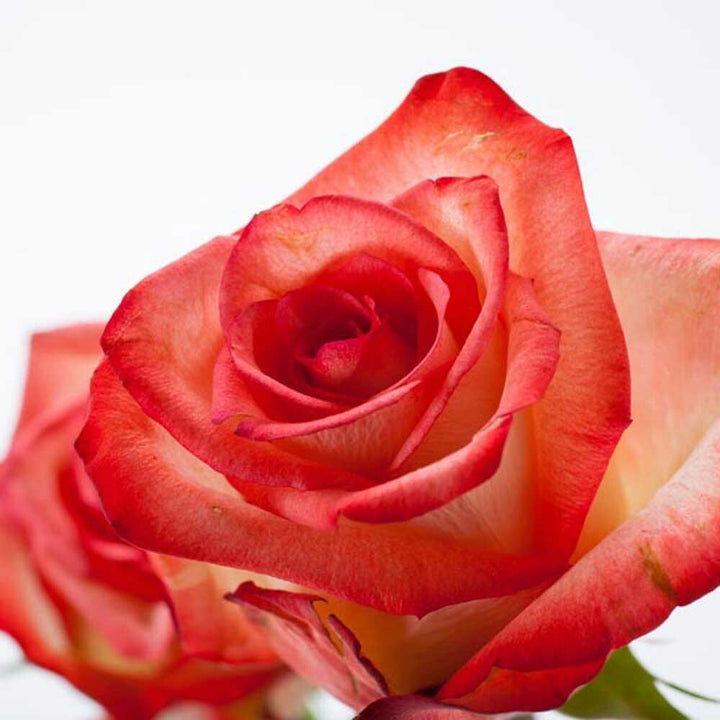 Organic Victorian Rose Fragrance Emulsion with Floral Notes (Water Soluble)