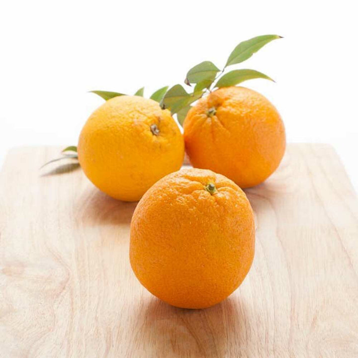 Orange (5X Fold) Essential Oil, Natural