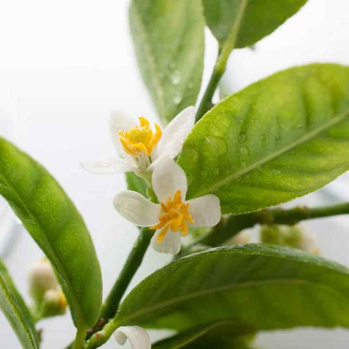 Petitgrain Cordillera Essential Oil, Natural