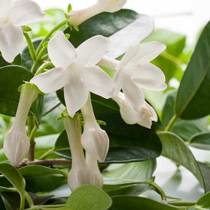 Jasmine Flavor Powder, Organic