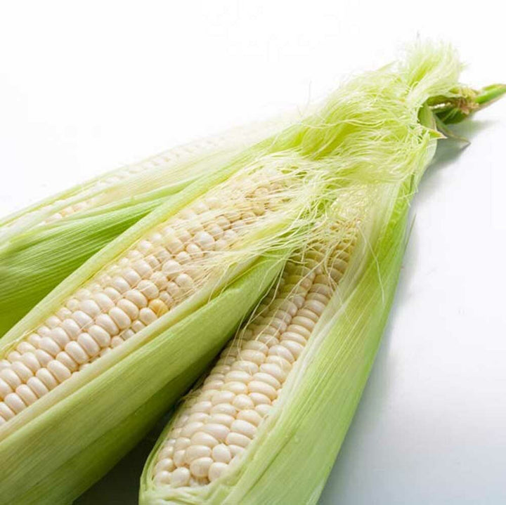 Corn Super Concentrated Flavor Powder (3X Fold)