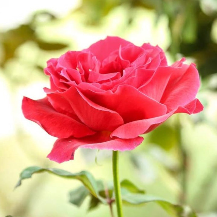 Tea Rose Fragrance Oil (Oil Soluble)