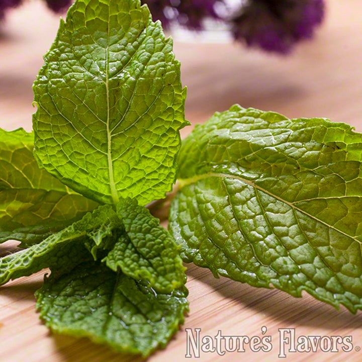Mint Extract