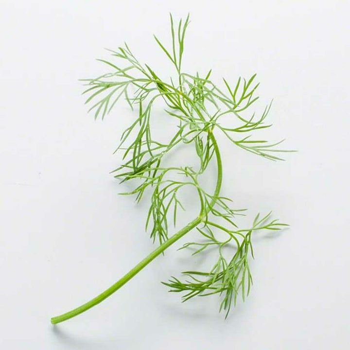 Dill Sugar Free Flavor Powder