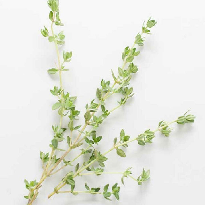 Thyme Essential Oil, Natural