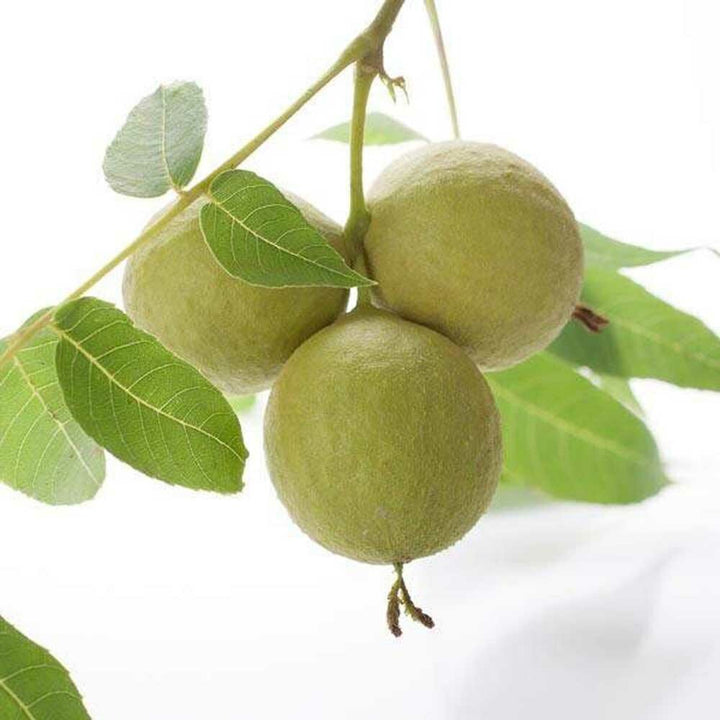 Black Walnut Flavor Emulsion for High Heat Applications, Organic