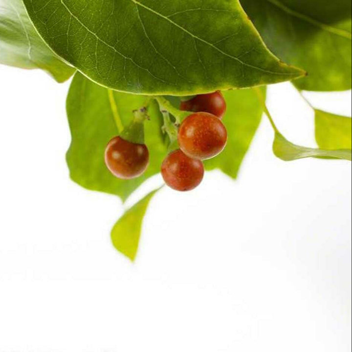 Sante Wintergreen Essential Oil