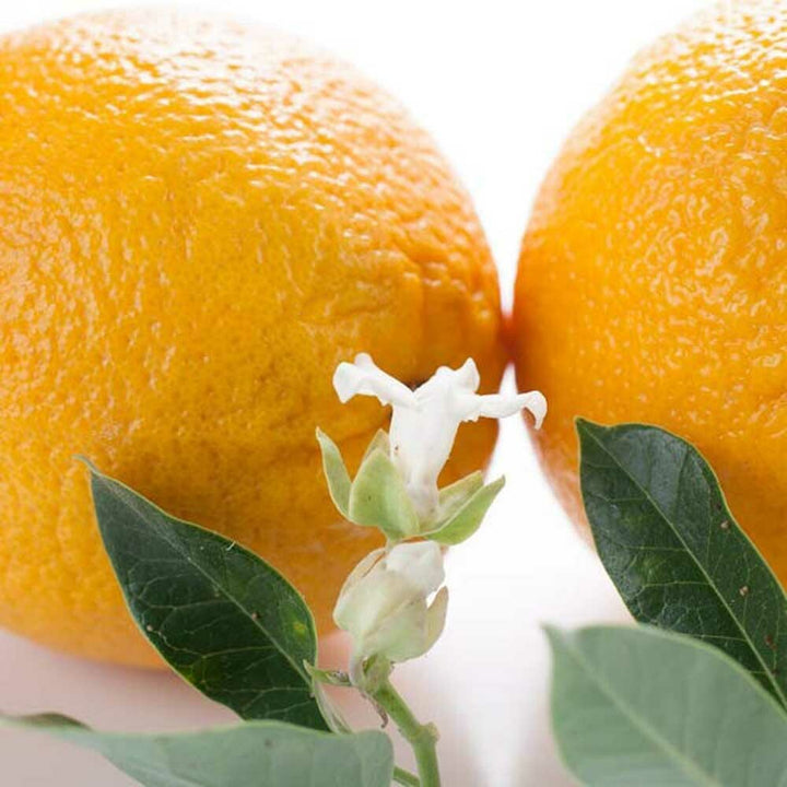 Orange Blossom Fragrance Oil (Alcohol Soluble), Organic