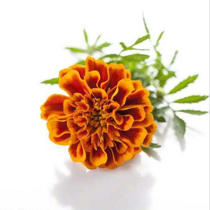 Sante Tagetes Essential Oil