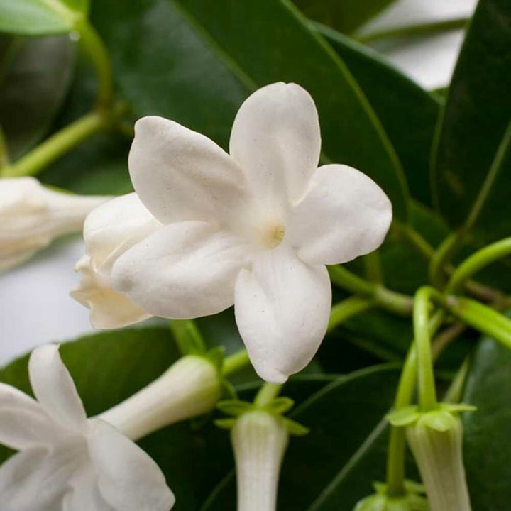 Jasmine Flavor Powder, Natural