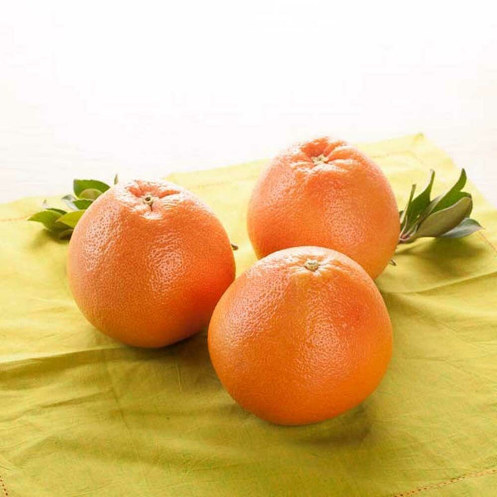 Grapefruit (Florida 2X Fold) Essential Oil, Natural