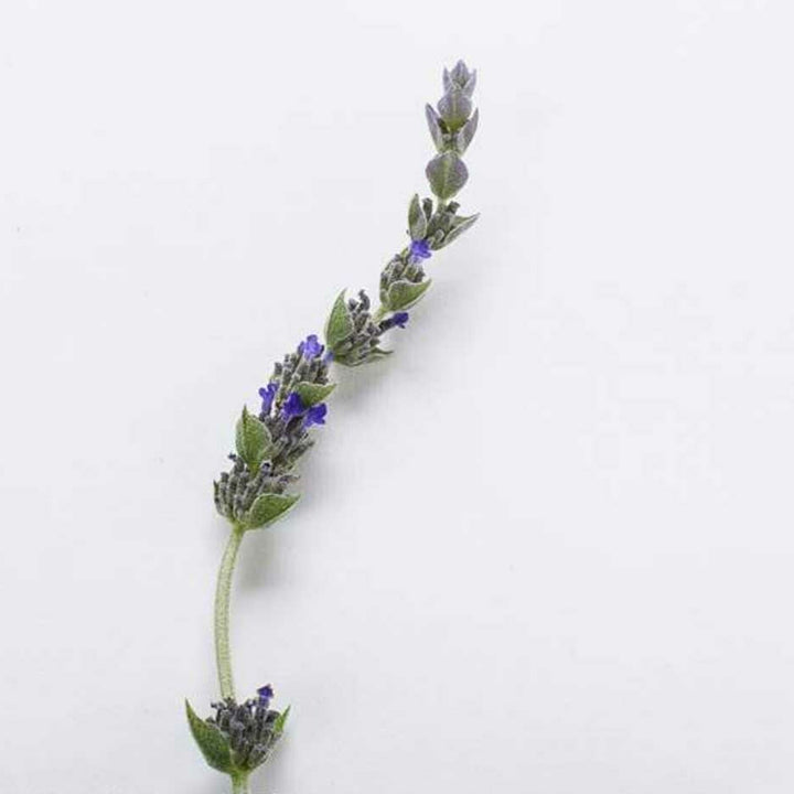 Sante Lavender (Bulgarian) Essential Oil