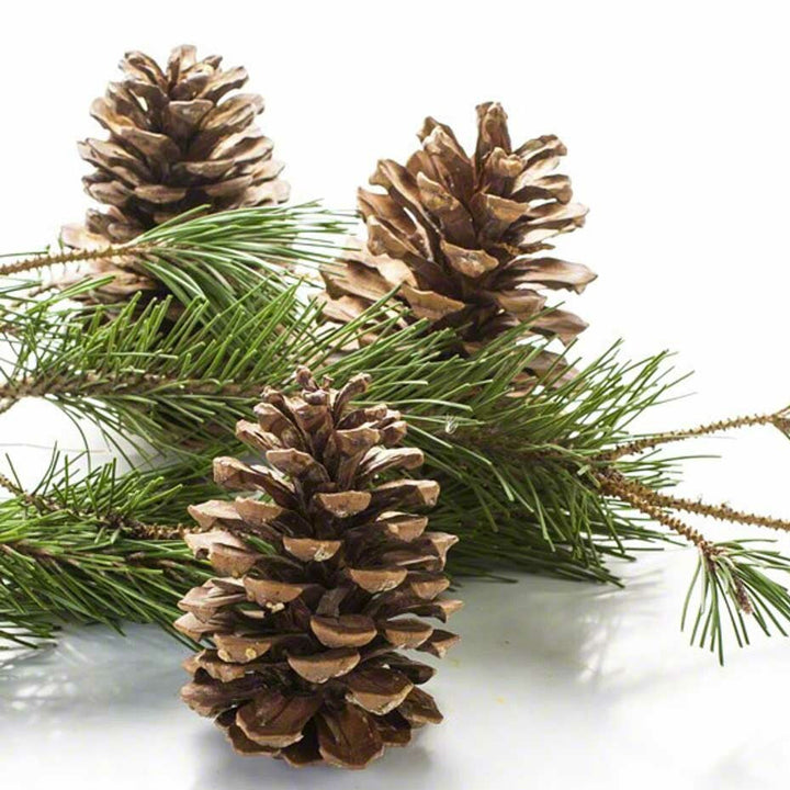 Pine Fragrance Powder